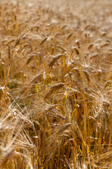 grain field in sunny summer weather in the summer on the territory of the agricultural field, close up