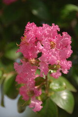 Fototapeta premium The crape myrtle flower (close-up，macro) / サルスベリの花(クローズアップ・マクロ撮り)