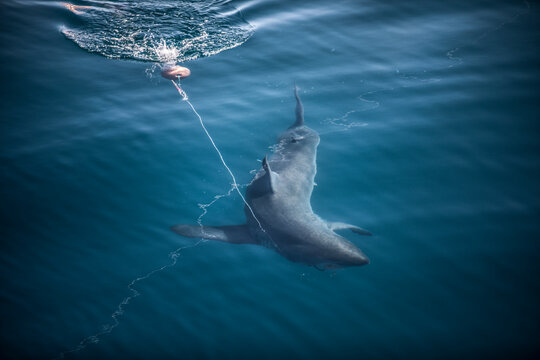 A white bites hook and swims off with fishing buoy