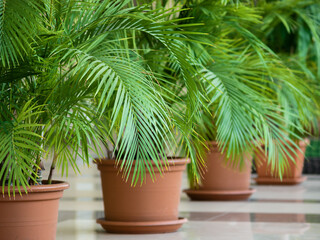 Decorative palm trees Phoenix canariensis in flowerpots on the floor