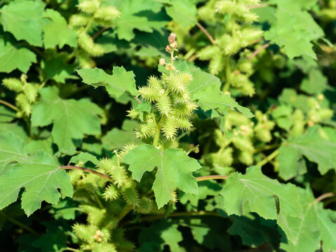 Green bush Xanthium strumarium (rough cocklebur, Noogoora burr, clotbur, common cocklebur, large cocklebur)