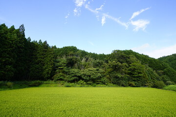 収穫間近の田んぼ　