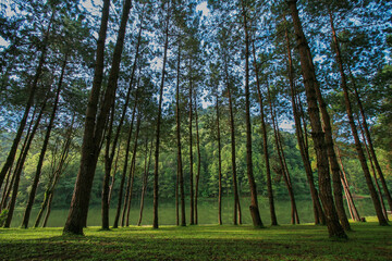 green pine trees wood forest beside of small green lake in the morning sunshine