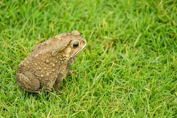a brown asian black spine toad sit on grass field