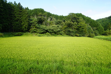 収穫間近の田んぼ　