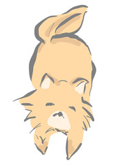 正面を向くポメラニアン