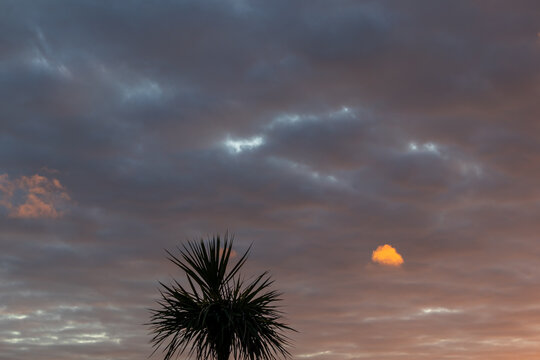 Palm tree silhouette under colourful evening clouds - Powered by Adobe