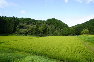 収穫間近の田んぼ　