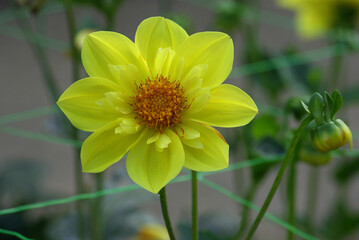 Dahlia jaune au jardin en été