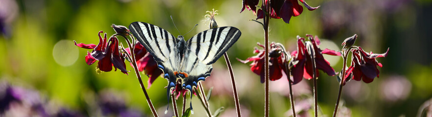 Schmetterling 1392 © K.-U. Häßler