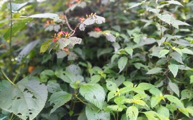 Close-up of damaged green leaves and tiny wildflowers in a dense undergrowth. The image highlights natural imperfections and biodiversity in untamed vegetation.