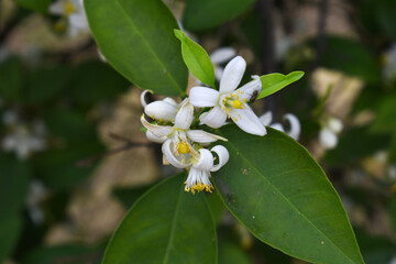 Blossoming orange tree flowers, orange blossoms, Spring harvest, closeup of Orange tree branches with flowers and leaves, buds and leaves, white little flower closeup, Chakwal, Punjab, Pakistan