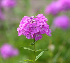 Obraz premium A cluster of decorative light purple flowers on a single stem