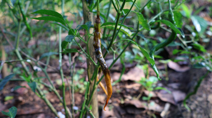 Rotten red chili hanging on plant