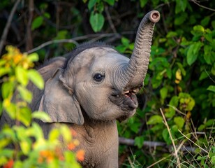 Close-up of a young elephant amidst lush green foliage, its trunk playfully raised