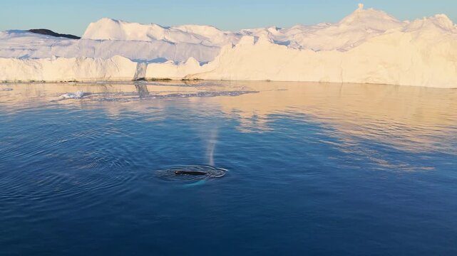 Humpback whales near icebergs from aerial view.
Humpback whale tail dripping water drops in arctic ocean with glaciers. Disko Bay glacier during midnight sun season of polar summer. Greenland