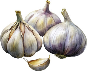 Watercolor garlic vector hand painted illustration