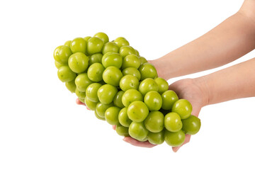 hand holding bunch of Shine Muscat grapes isoalted on white background