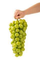 hand holding bunch of Shine Muscat grapes isoalted on white background