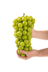 hand holding bunch of Shine Muscat grapes isoalted on white background