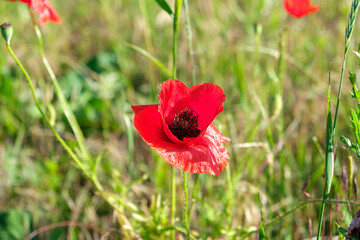 blooming red poppy in a meadow