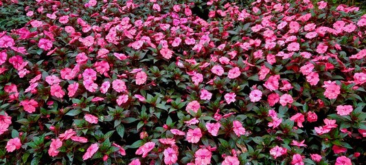 Impatiens New Guinea plant in full bloom, displaying vibrant, colorful flowers surrounded by lush green foliage, bringing a lively and cheerful touch to gardens and containers