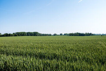 landscape with green wheat field and blue sky