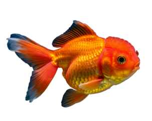 Ranchu Goldfish with Rounded Head