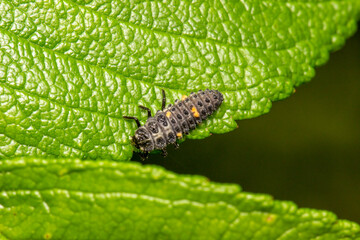 the larva of the ladybug beetle . colorful macro photography. close-up. natural light. space for the text. blurred background with highlights. bokeh.