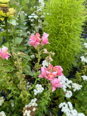 Pink snapdragon flowers blooming in a vibrant garden with lush green foliage.