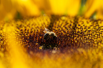 a bee on a sunflower in summer sun