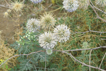 Echinops sphaerocephalus, Echinops sphaerocephalus known as Great Globe Thistle or Pale Globe Thistle, A summer plant in the wild in a meadow, Wild flower with thorns and spines bloomed