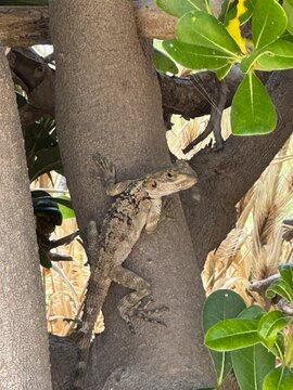 lizard on tree