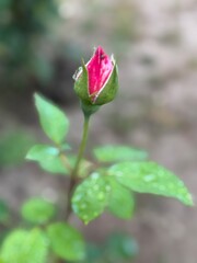 pink rose bud