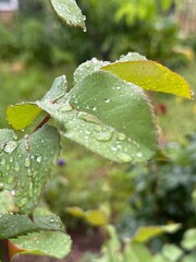 leaf with water drops