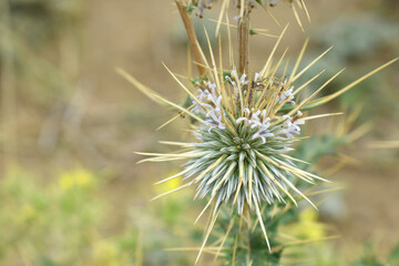 Echinops sphaerocephalus, Echinops sphaerocephalus known as Great Globe Thistle or Pale Globe Thistle, A summer plant in the wild in a meadow, Wild flower with thorns and spines bloomed