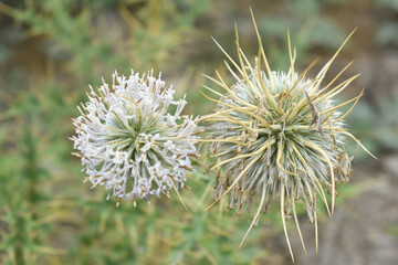 Echinops sphaerocephalus, Echinops sphaerocephalus known as Great Globe Thistle or Pale Globe Thistle, A summer plant in the wild in a meadow, Wild flower with thorns and spines bloomed