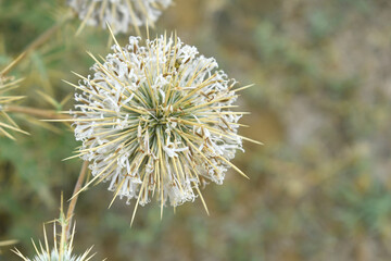 Fototapeta premium Echinops sphaerocephalus, Echinops sphaerocephalus known as Great Globe Thistle or Pale Globe Thistle, A summer plant in the wild in a meadow, Wild flower with thorns and spines bloomed
