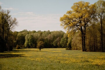 Sunny meadow with trees in background