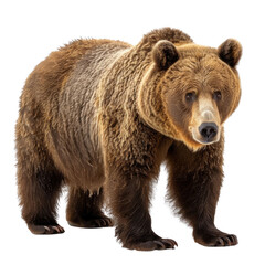Fototapeta premium A majestic brown bear stands, showcasing its thick fur and powerful physique. background removed