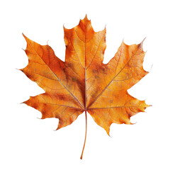Obraz premium Single, dried orange maple leaf isolated on a transparent background. background removed