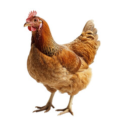 Fototapeta premium A beautiful brown hen, isolated on a transparent background, showcases its rich plumage and elegant posture. background removed