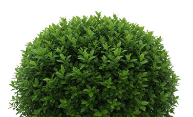 Naklejka premium Lush green shrub with dense foliage shaped in a round form cutout isolated on transparent bg, png