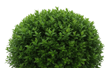 Lush green shrub with dense foliage shaped in a round form cutout isolated on transparent bg, png