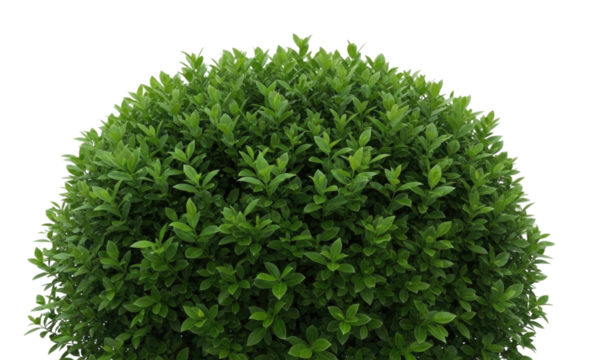 Lush green shrub with dense foliage shaped in a round form cutout isolated on transparent bg, png