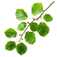 Fototapeta premium A branch with bright green leaves, possibly a birch or alder, isolated on a transparent background. background removed