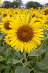 A vast summer field filled with blooming sunflowers under a bright sky, creating a cheerful and vibrant seasonal landscape.