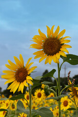 A vast summer field filled with blooming sunflowers under a bright sky, creating a cheerful and vibrant seasonal landscape.