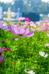 Beautiful pink cosmos flowers blooming in garden,spring season.