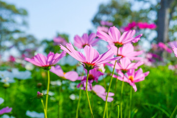 Obraz premium Beautiful pink cosmos flowers blooming in garden,spring season.